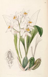 Coelogyne nitida (syn. Coelogyne ochracea)